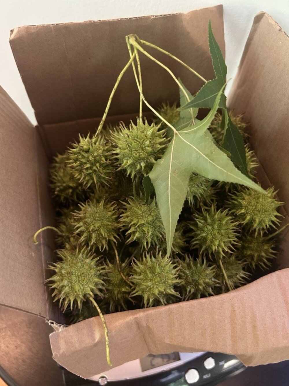 Over 150 4LB Green Sweet Gum Balls From Live tree Witches Burrs Crafts Aquarium